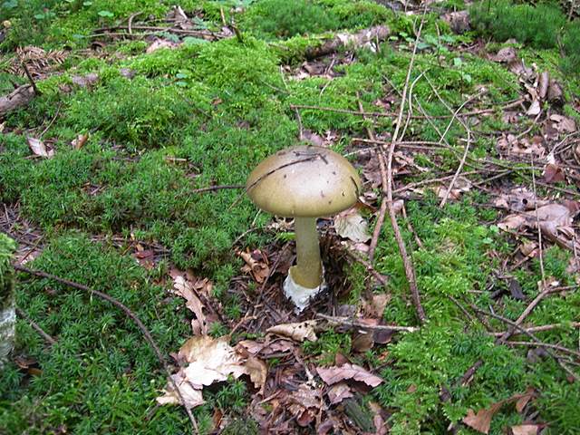 I  Funghi della collina pianeggiante